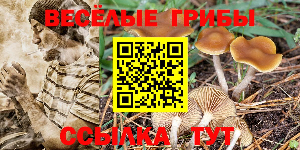Псилоцибиновые грибы GOLDEN TEACHER Курск